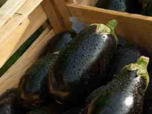 Prøv også Aubergine, rå.