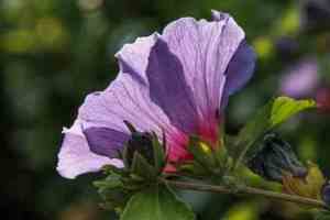 Prøv også Hibiscus.
