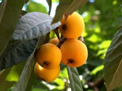 Prøv også Loquat, Japansk Mispel.