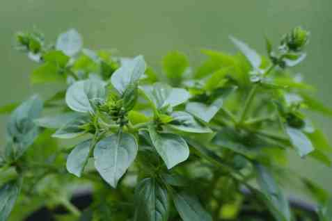 Bilde av Oregano frisk.